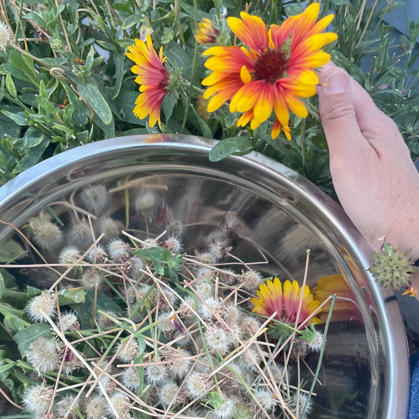 Indian Blanket Flower Pouch