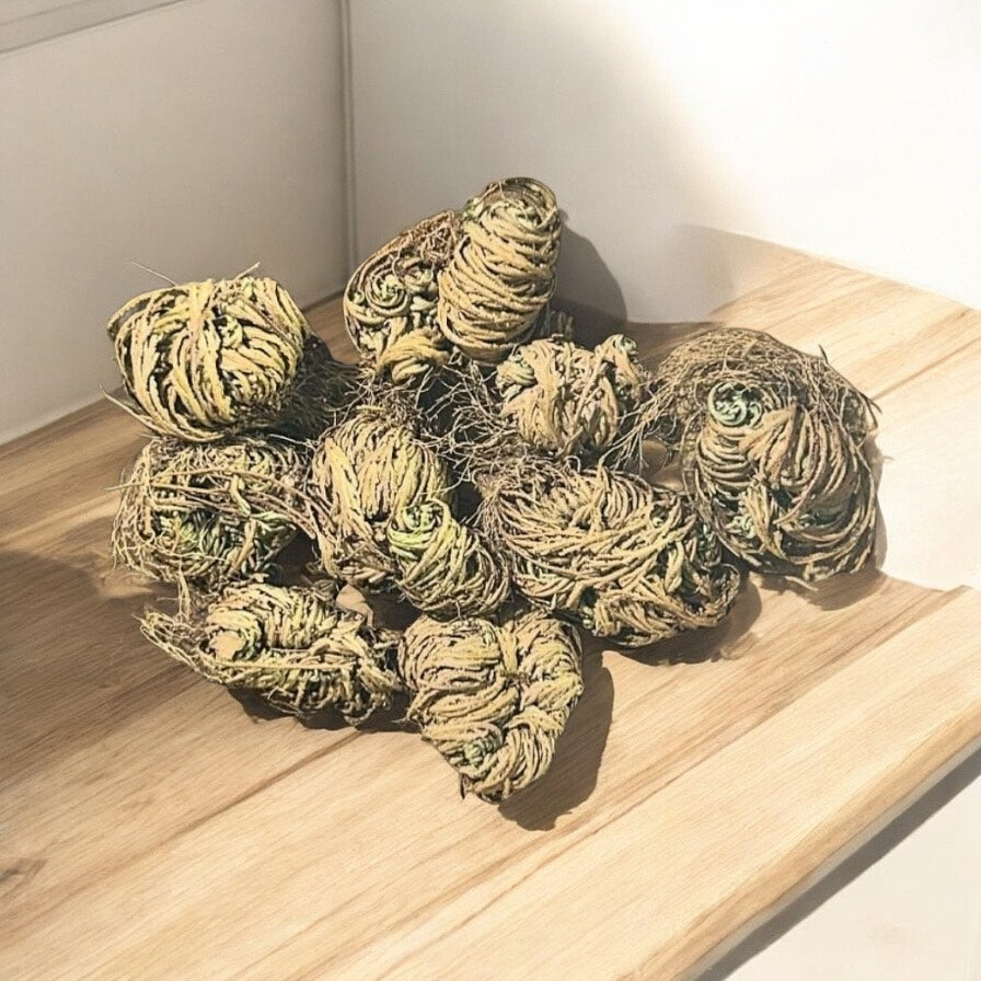 Resurrection Plant ( Rose of Jericho)