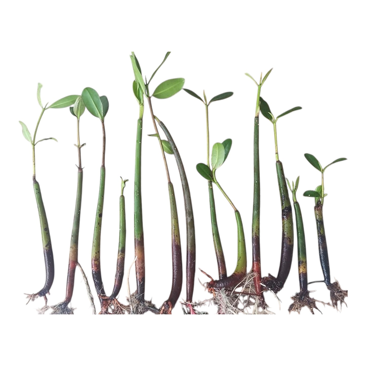 Red Mangrove Seedlings