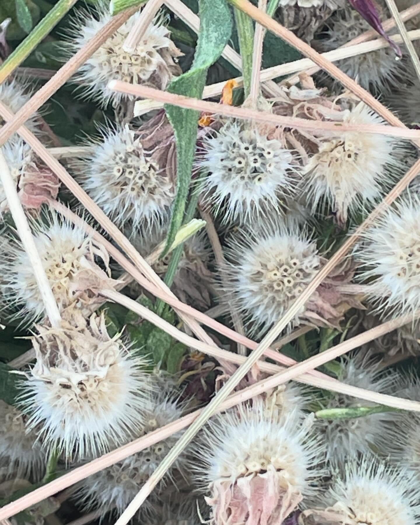 Indian Blanket Flower Pouch