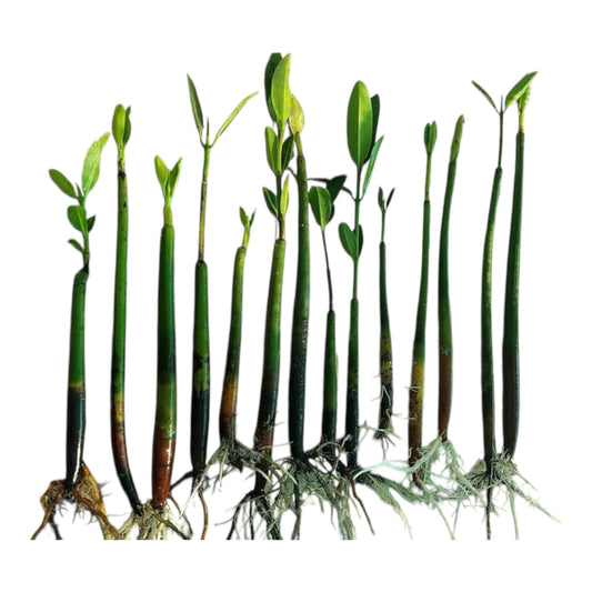 Red Mangrove Seedlings