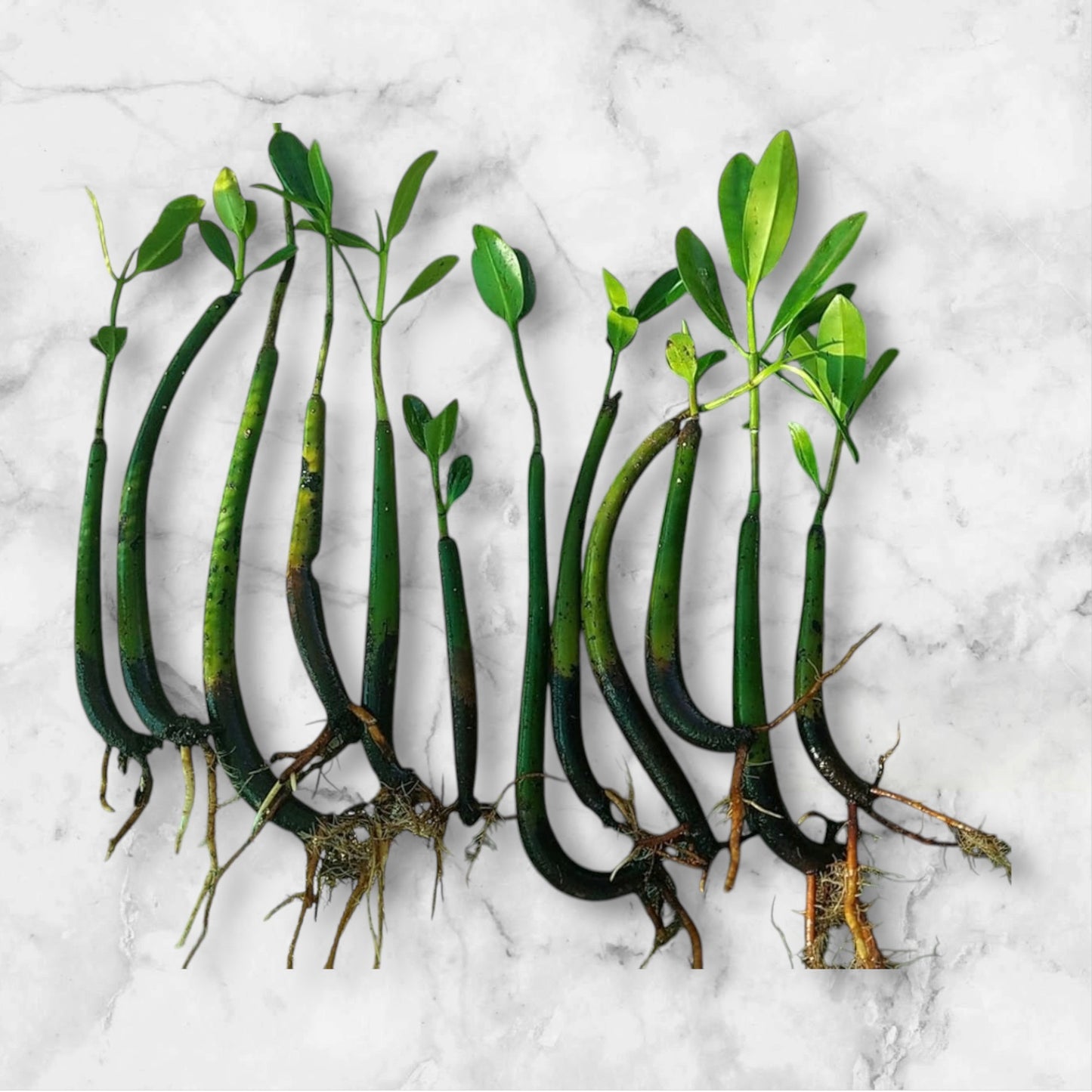 Red Mangrove Seedlings