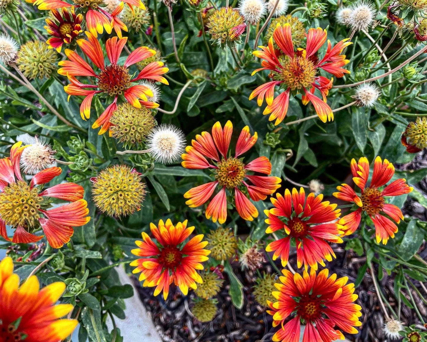 Indian Blanket Flower Pouch