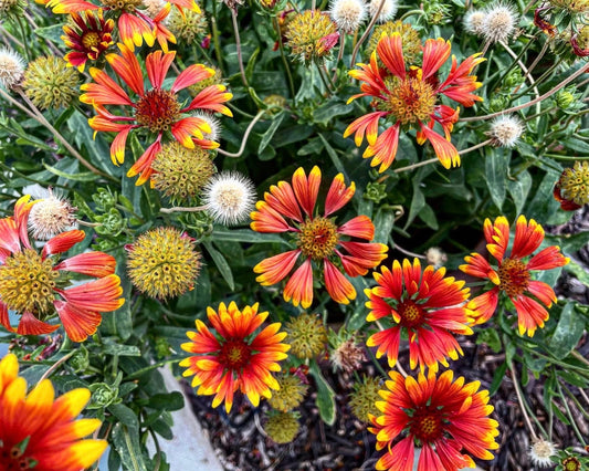 Indian Blanket Flower Pouch