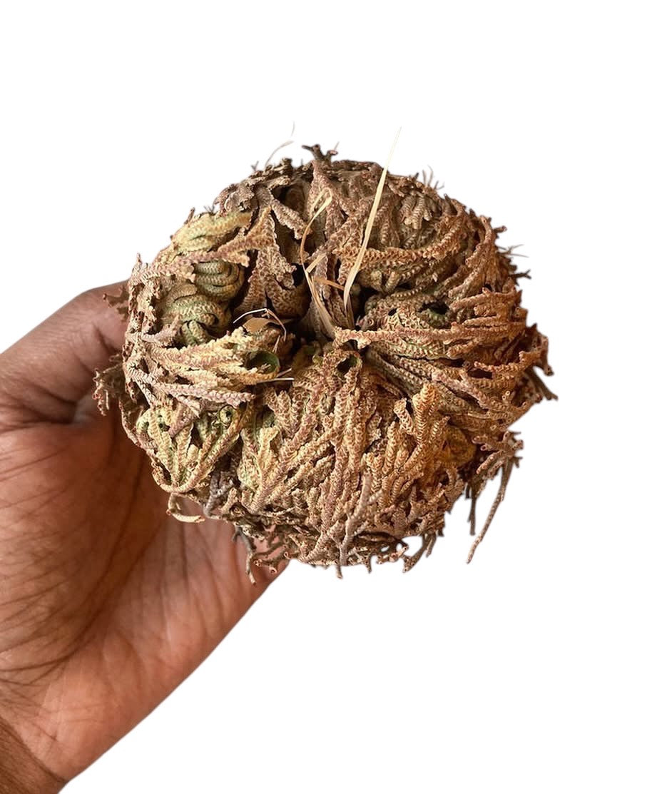 Resurrection Plant ( Rose of Jericho)