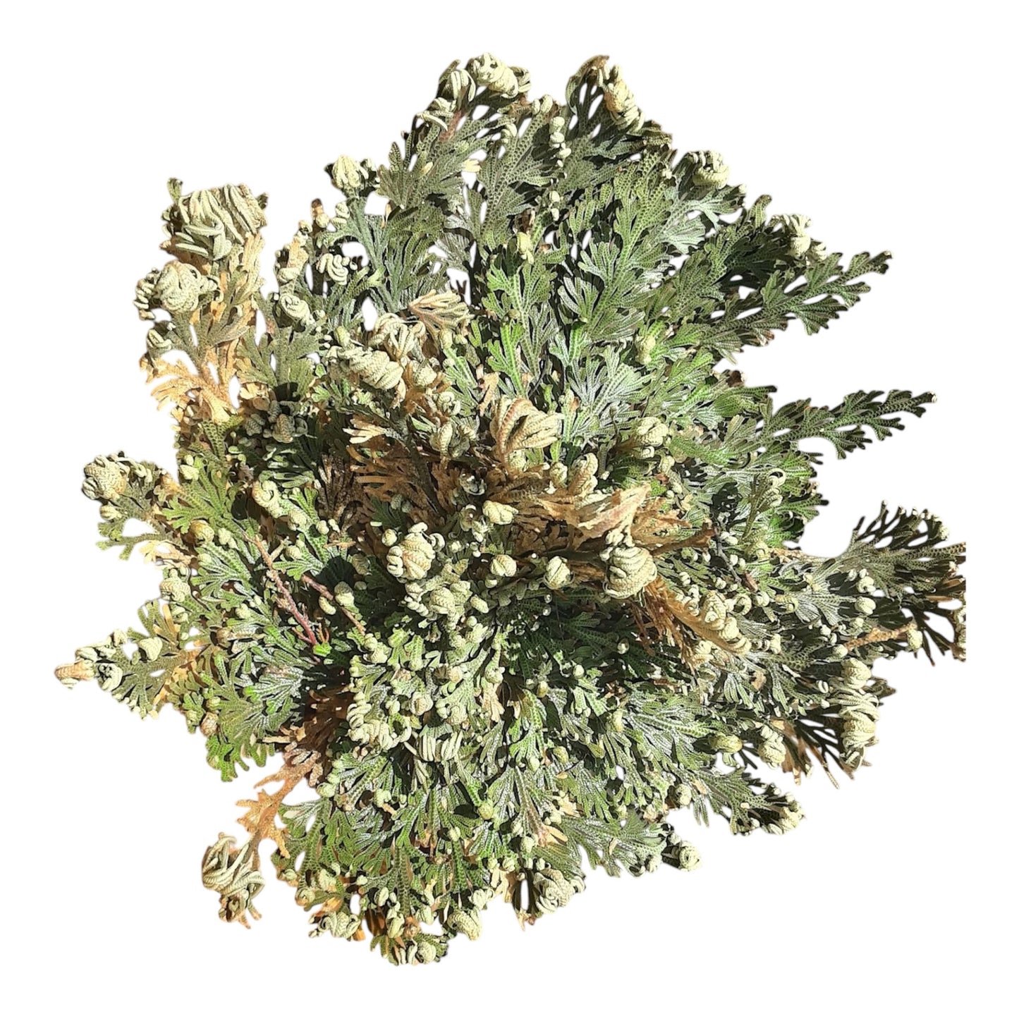 Resurrection Plant ( Rose of Jericho)