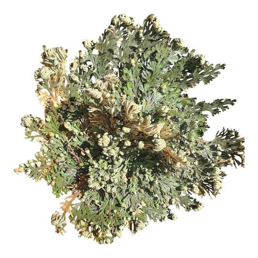 Resurrection Plant ( Rose of Jericho)